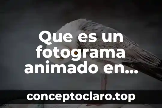 Que es un fotograma animado en flash