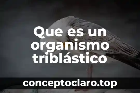 Que es un organismo triblástico