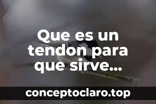 Qué es y para qué sirve el compás musical 5 Que es un tendon para que sirve estructura