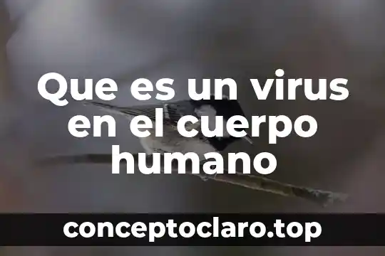 Buber y Levinas que es el ser humano comparación 5 Que es un virus en el cuerpo humano