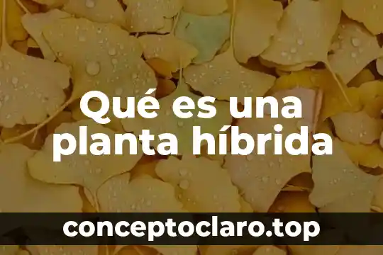 Qué es boldo planta 8 Qué es una planta híbrida