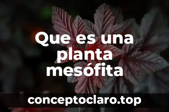 Qué es un layout de una planta 4 Que es una planta mesófita