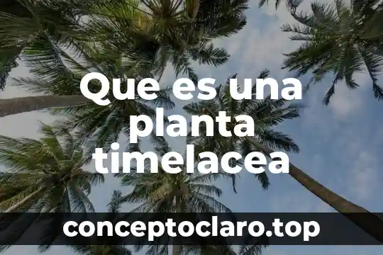 Que es una planta timelacea