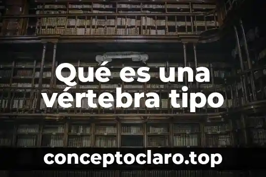 Qué es una vértebra tipo