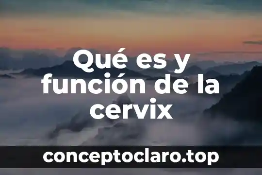 Qué es y función de la cervix