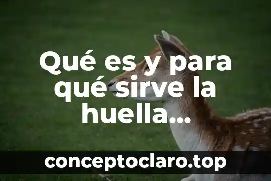 Qué es y para qué sirve la huella ecológica