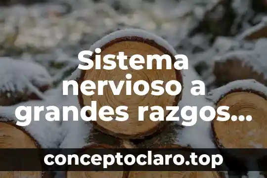 Sistema nervioso a grandes razgos que es