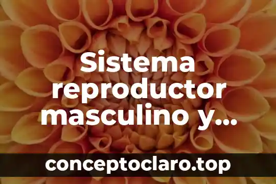 Qué es psicopedagogía y sus funciones 4 Sistema reproductor masculino y femenino que es y sus funciones