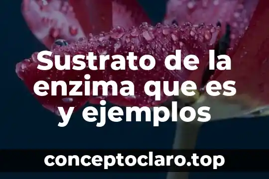 Sustrato de la enzima que es y ejemplos