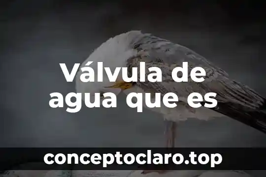 Por que es importante el agua en los alimentos 3 Válvula de agua que es