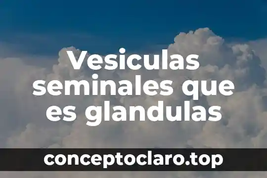 Vesiculas seminales que es glandulas