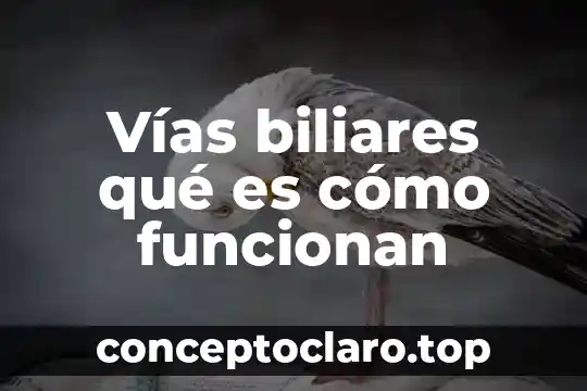Que es bueno para una infeccion de las vias urinarias 6 Vías biliares qué es cómo funcionan
